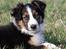 Border collie Jett R.I.P - 7 uger