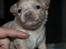 Chihuahua Chiboel's Dancing Joey - 2 uger
