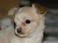 Chihuahua Chiboel's Dancing Joey - 5 uger