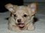 Chihuahua Chiboel's Dancing Joey - 8 uger