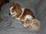 Chihuahua Chiboel's Dancing Joey - 10 uger