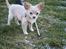 Chihuahua Chiboel's Dancing Joey - 13 uger