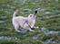 Chihuahua Chiboel's Dancing Joey - 13 uger