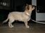 Chihuahua Chiboel's Dancing Joey - 15 uger