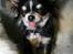 Chihuahua Jolene