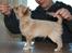 Chihuahua Chiboel's Dancing Joey - 13 uger