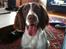 Engelsk springer spaniel Bonnie