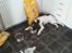 Engelsk springer spaniel Bonnie