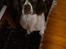 Engelsk springer spaniel Bonnie