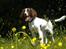 Engelsk springer spaniel Bonnie