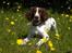 Engelsk springer spaniel Bonnie