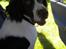 Engelsk springer spaniel Bonnie