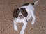 Engelsk springer spaniel Bonnie - Bonnie som hvalp
