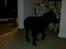 Labrador retriever Laban R.I.B