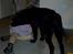 Labrador retriever Laban R.I.B