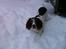 Engelsk springer spaniel Bonnie