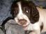 Engelsk springer spaniel Bonnie - Bonnie´s første dag hjemme