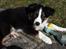Border collie Jett R.I.P