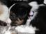 Border collie Jett R.I.P