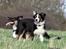 Border collie Jett R.I.P