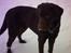 Labrador retriever Basse