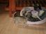 Chihuahua Bim Bim (Lulu (2010-2011)