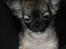 Chihuahua Bim Bim (Lulu (2010-2011)