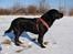 Labrador retriever Charlie - Charlie med sin ORANGE Hurtta Lifeguard-sele.