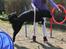 Blanding af racer Junior <3 - Fantastisk billede !<3