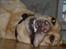 Labrador retriever Zacho