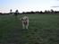Labrador retriever Zacho