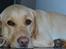 Labrador retriever Zacho