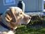 Labrador retriever Zacho