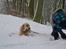 Labrador retriever Zacho