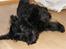 Skotsk terrier Minka *My Best Friend* - Trille rundt=)