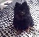 Pomeranian Choco