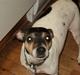 Dansk svensk gaardhund Paulus