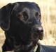 Labrador retriever bessy
