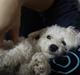 Bichon à poil frisé Choice