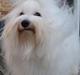 Coton de tulear Jespersen's Chili Pepper