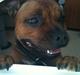 Staffordshire bull terrier colliermans Luna