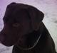 Labrador retriever Basse