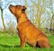 Staffordshire bull terrier Kato