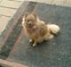 Pomeranian Flopper