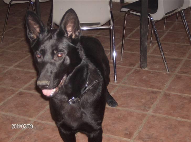 Schæferhund Alf billede 1