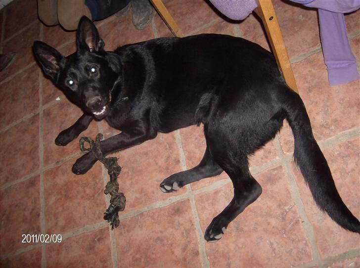 Schæferhund Alf billede 2