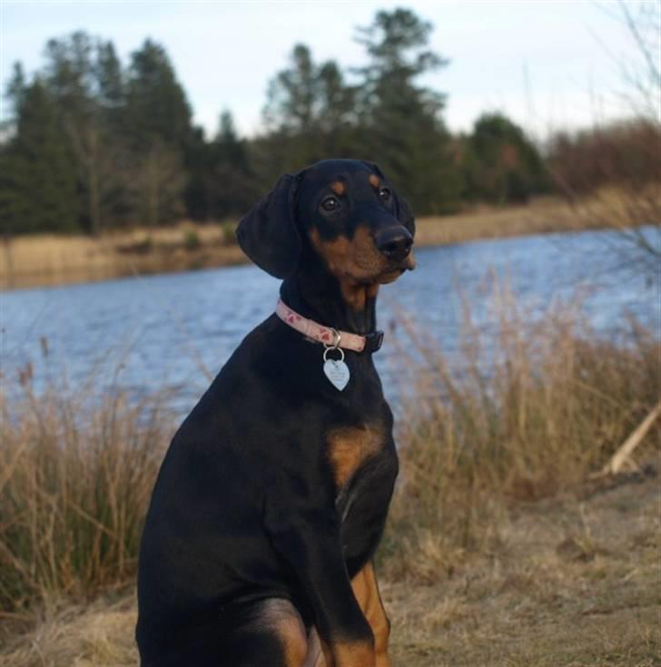 Dobermann GOF Fearless Fiona billede 19