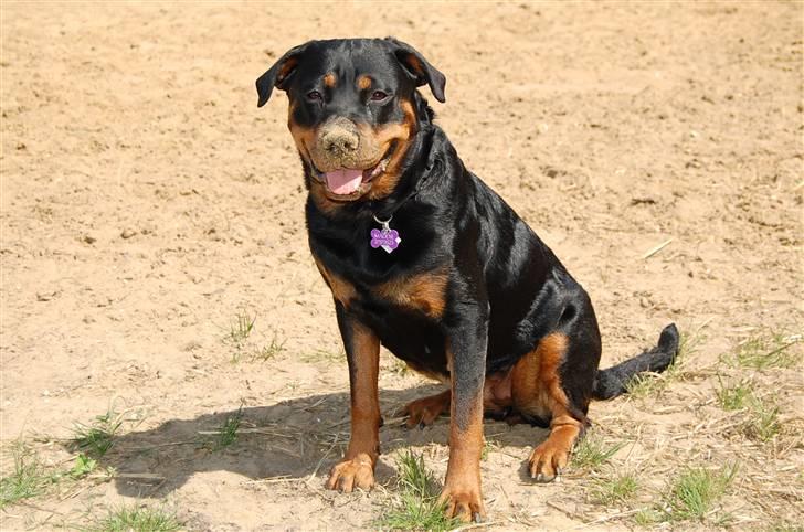 Rottweiler Maddie billede 12