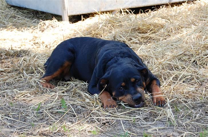 Rottweiler Maddie billede 13