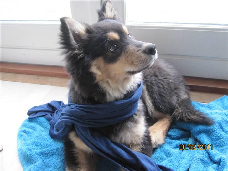 Finsk lapphund Theodor - theodor som fransk kunstmaler, 14 uger gammel billede 8